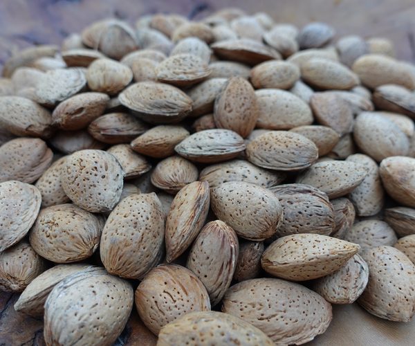 Amandes en coque Ferraduel coque dure récolte 2026