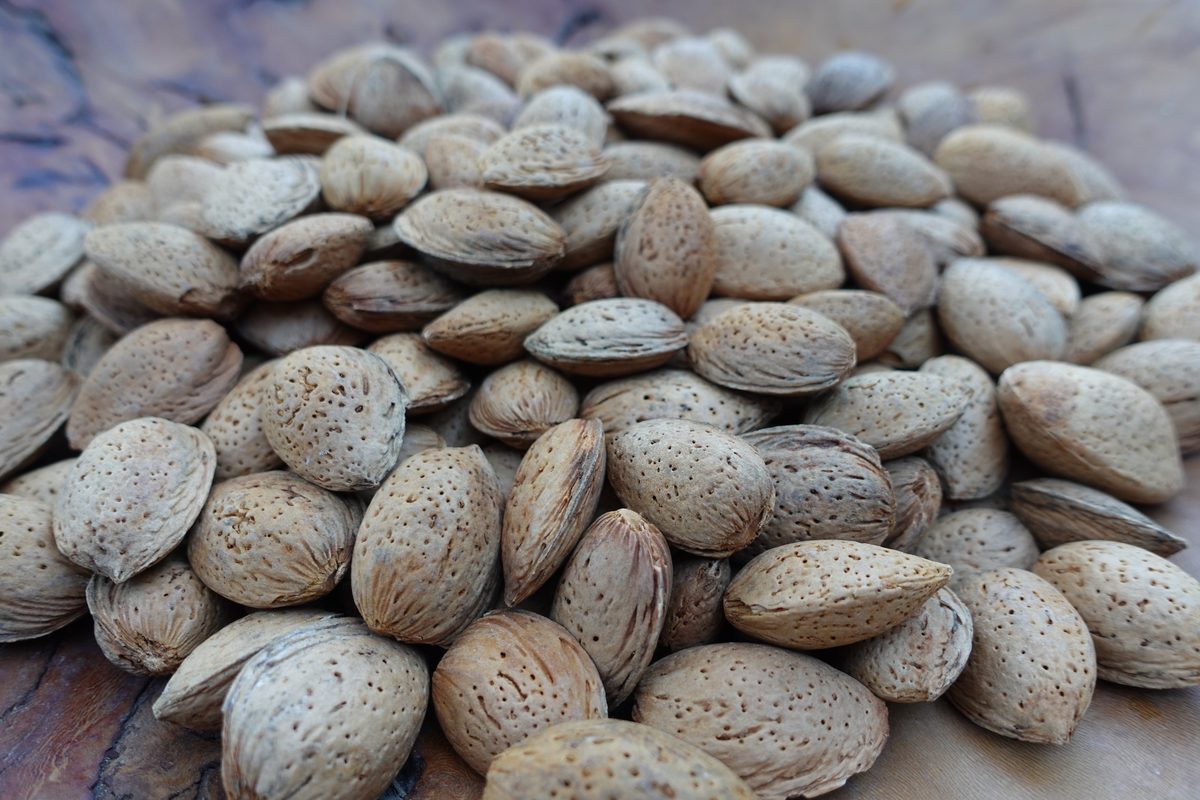 Amandes en coque Ferraduel coque dure récolte 2026