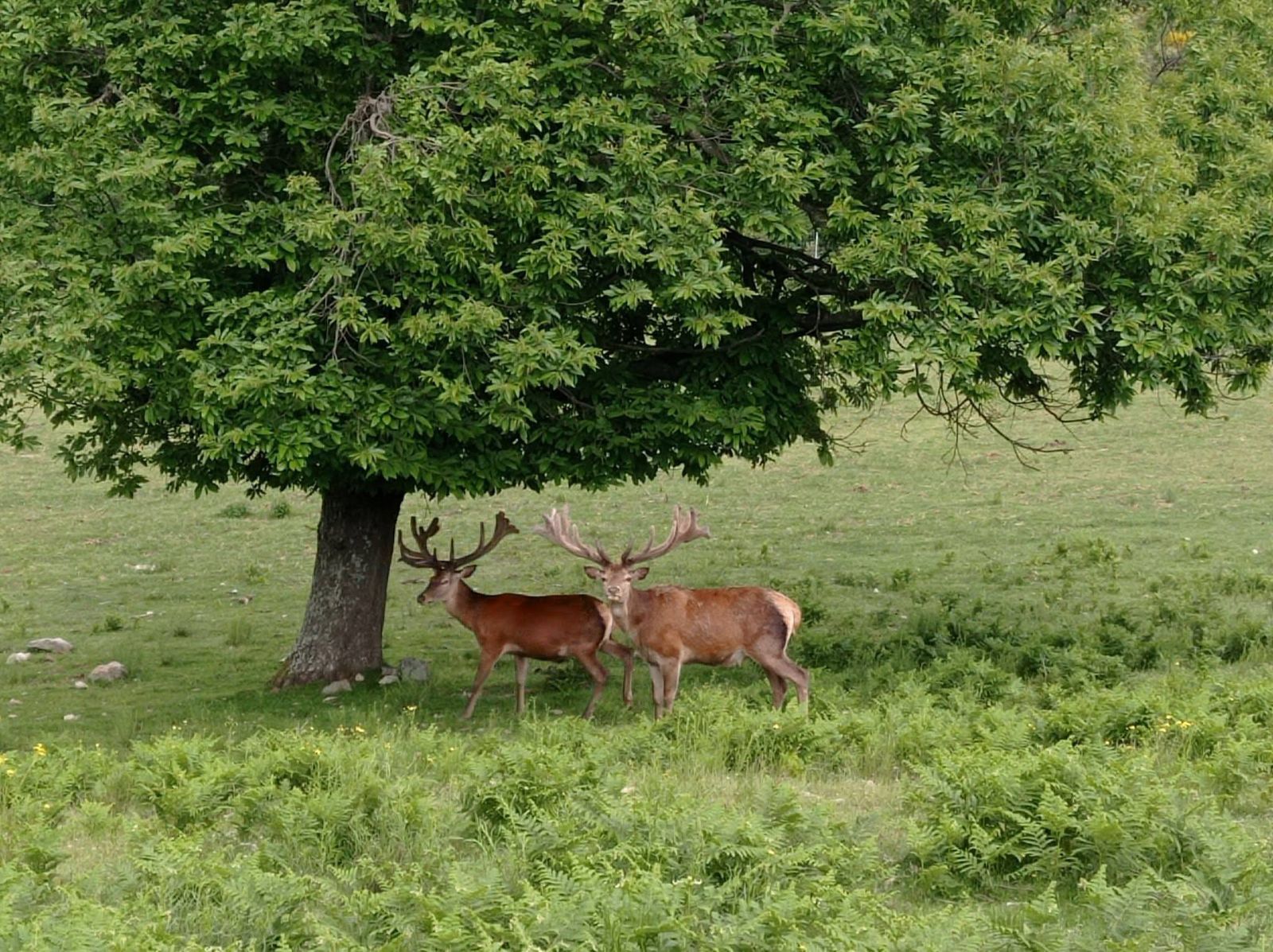 Deux cerfs sous un arbre isolé dans une clairière d'été